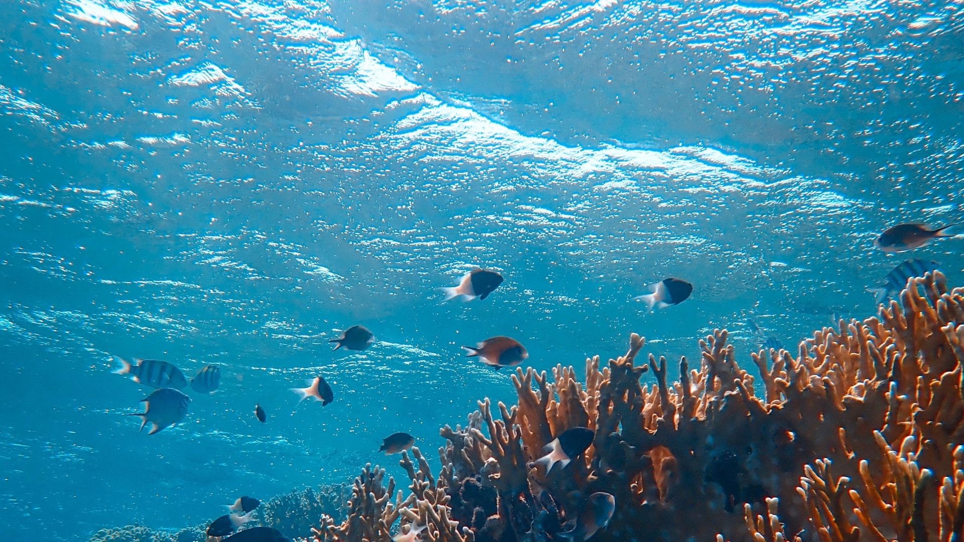 blog-fui-ao-mar-inspirações-aquecimento-global-e-a-vida-marinha